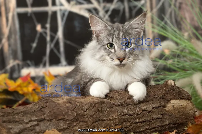 : Norwegian cat outdoors in autumn : Norwegian cat outdoors in autumn