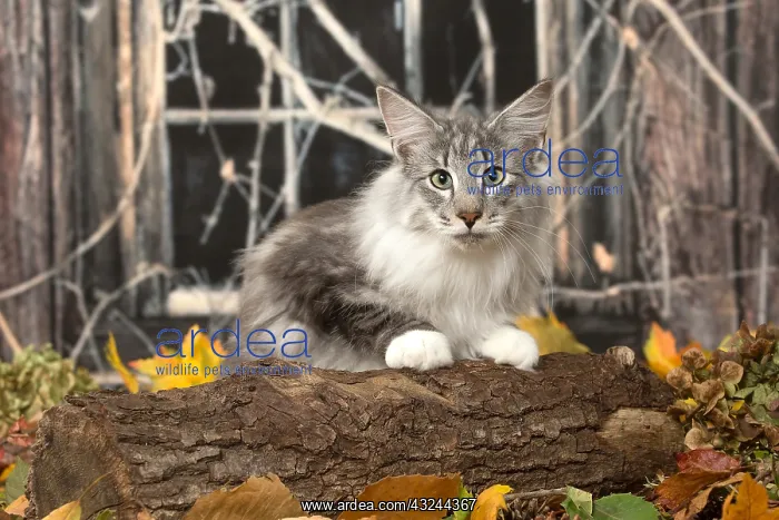  : Norwegian cat outdoors in autumn