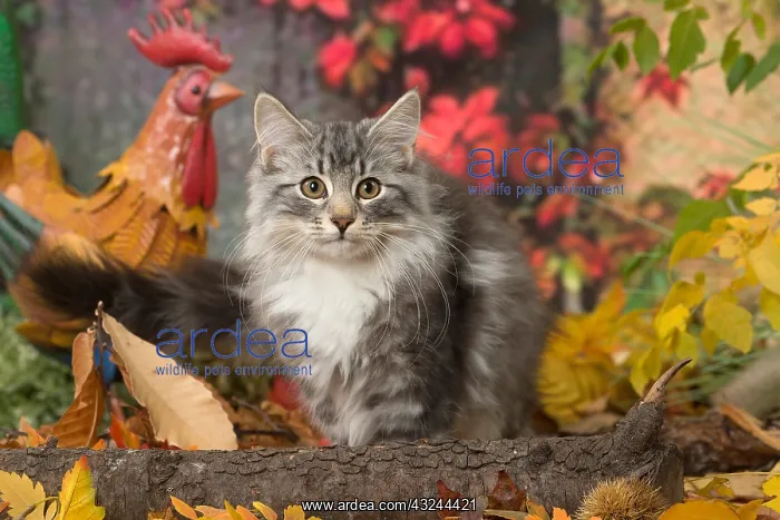  : Norwegian cat outdoors in autumn