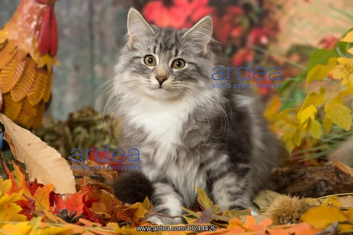  : Norwegian cat outdoors in autumn
