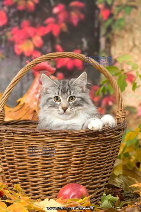 : Norwegian cat outdoors in autumn : Norwegian cat outdoors in autumn