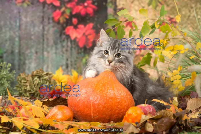 : Norwegian cat outdoors in autumn : Norwegian cat outdoors in autumn