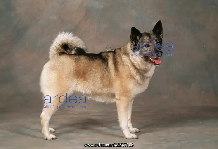 : Norwegian Elkhound Dog - side view : Norwegian Elkhound Dog - side view