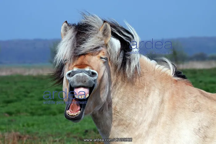 : Norwegian Fjord Horse (Equus przewalskii f. caballus) : Norwegian Fjord Horse (Equus przewalskii f. caballus)