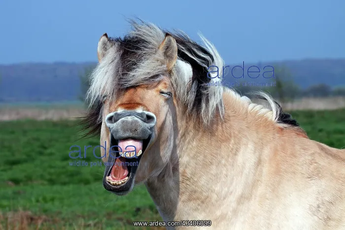 : Norwegian Fjord Horse (Equus przewalskii f. caballus) : Norwegian Fjord Horse (Equus przewalskii f. caballus)