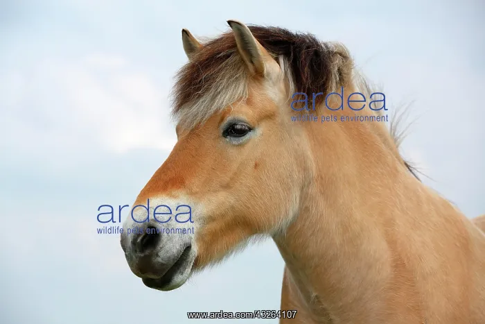 : Norwegian Fjord Horse, portrait : Norwegian Fjord Horse, portrait