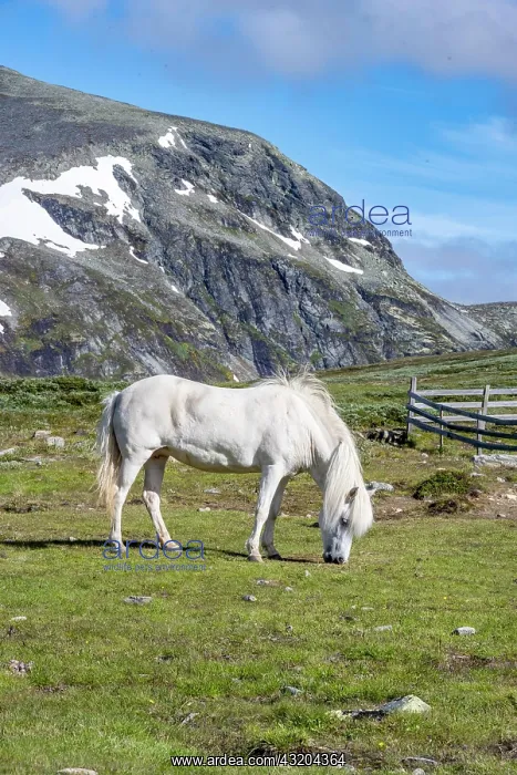 : Norwegian Fjord Horse, White horse grazing in a : Norwegian Fjord Horse, White horse grazing in a