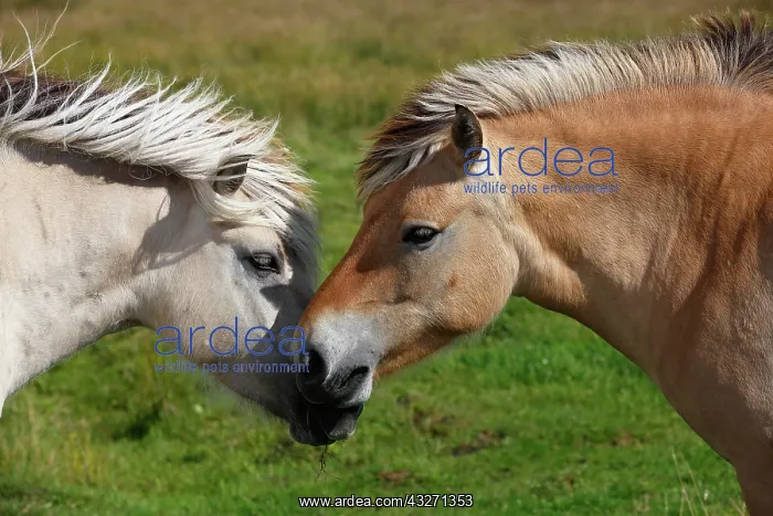 : Norwegian Fjord ponies, two horses getting acquainted : Norwegian Fjord ponies, two horses getting acquainted