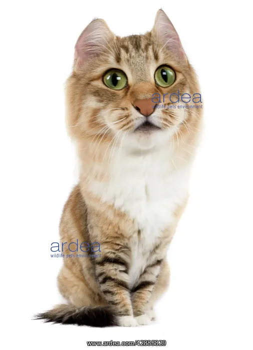 : Norwegian Forest Cat : Norwegian Forest Cat