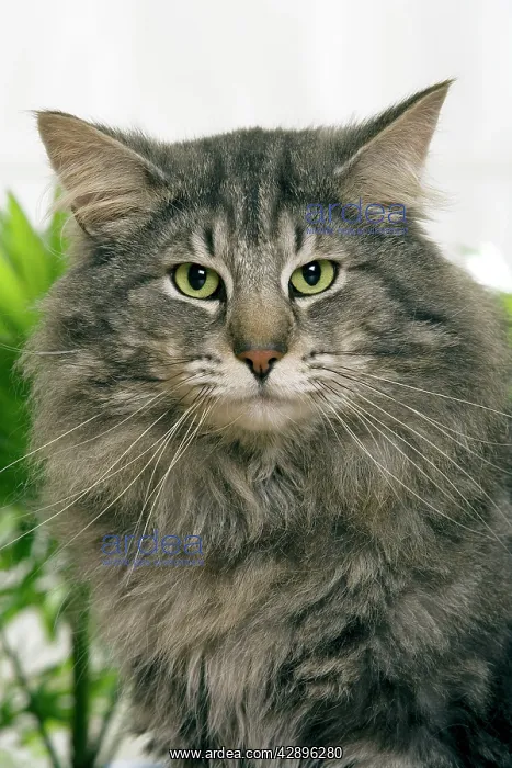 : Norwegian Forest Cat : Norwegian Forest Cat