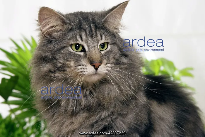 : Norwegian Forest Cat : Norwegian Forest Cat