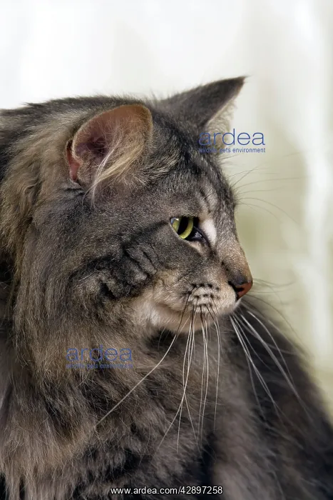 : Norwegian Forest Cat : Norwegian Forest Cat