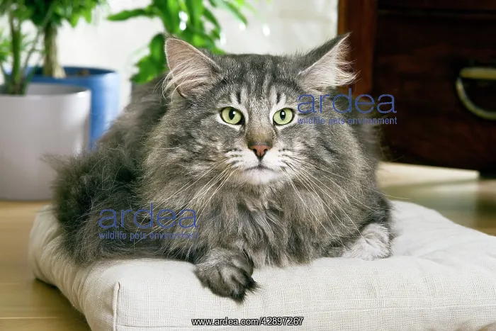 : Norwegian Forest Cat : Norwegian Forest Cat