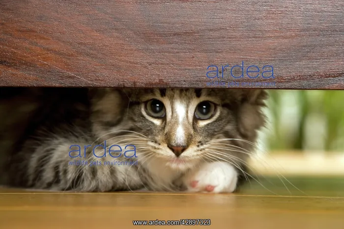  : Norwegian Forest Cat