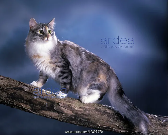 : Norwegian Forest Cat : Norwegian Forest Cat