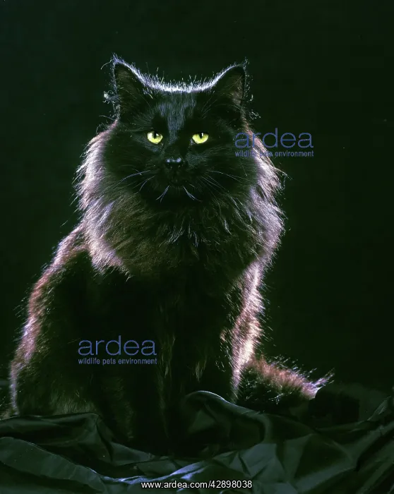 : Norwegian Forest Cat : Norwegian Forest Cat