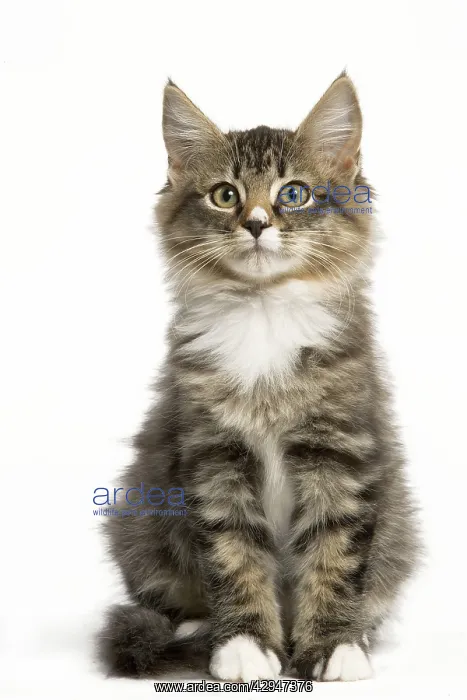 : Norwegian Forest Cat : Norwegian Forest Cat