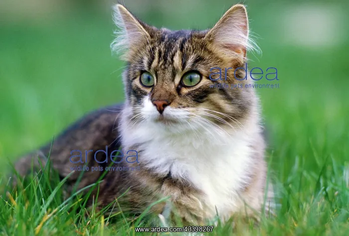 : Norwegian Forest Cat : Norwegian Forest Cat
