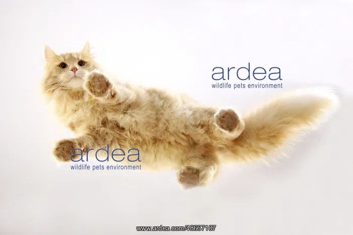 : Norwegian Forest Cat : Norwegian Forest Cat