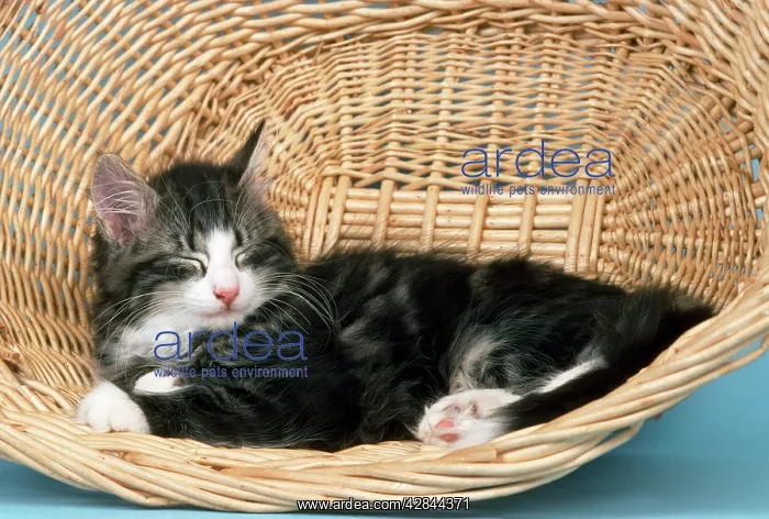  : Norwegian Forest CAT - in basket