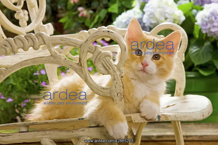  : Norwegian Forest Cat - on chair