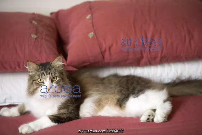 : Norwegian Forest Cat - in house lying on owners bed : Norwegian Forest Cat - in house lying on owners bed
