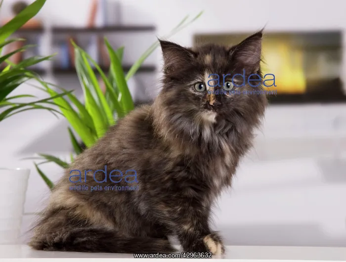  : Norwegian Forest Cat - kitten at 10 weeks