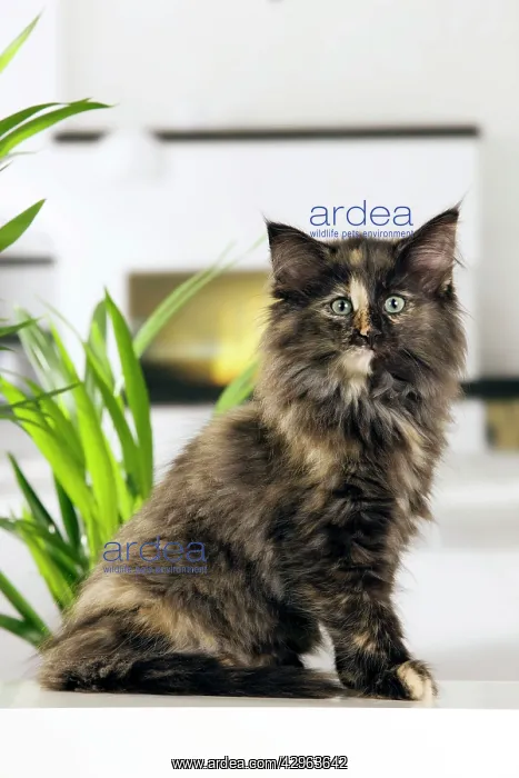  : Norwegian Forest Cat - kitten at 10 weeks