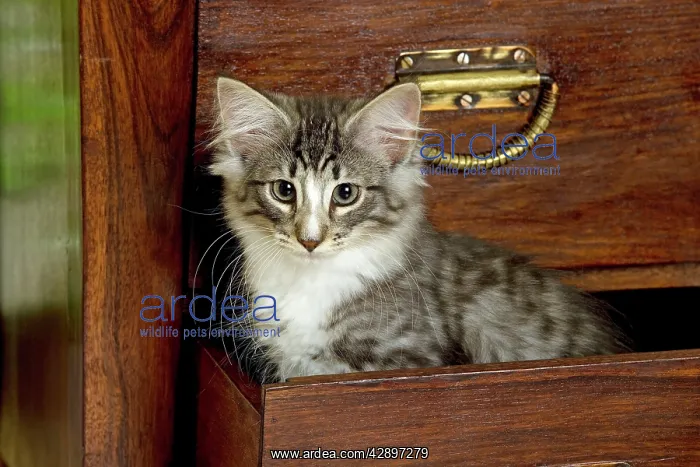 : Norwegian Forest Cat - Kitten 2 months old : Norwegian Forest Cat - Kitten 2 months old