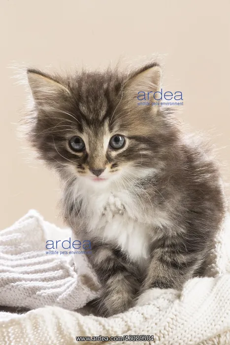  : Norwegian Forest Cat, kitten