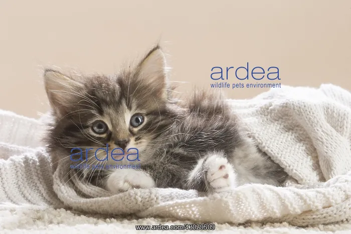  : Norwegian Forest Cat, kitten