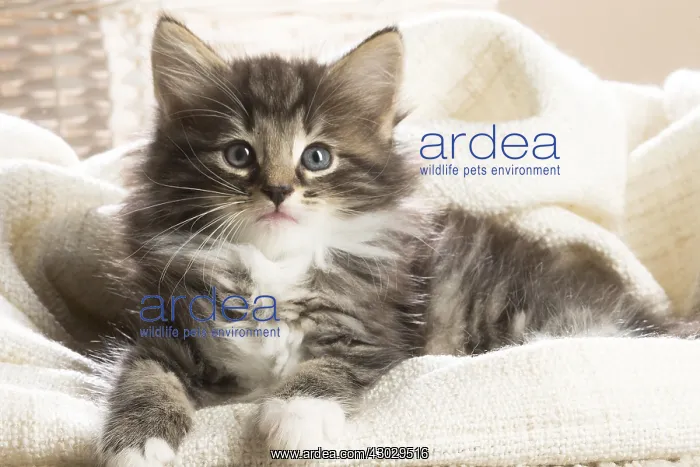  : Norwegian Forest Cat, kitten