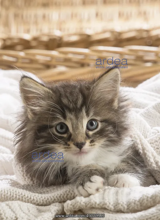  : Norwegian Forest Cat, kitten