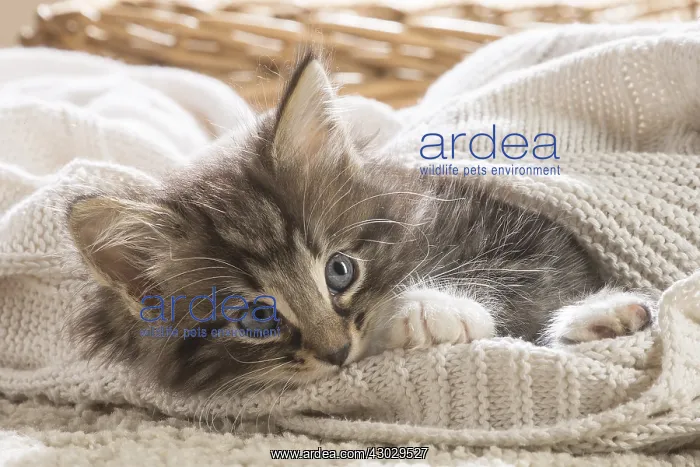  : Norwegian Forest Cat, kitten