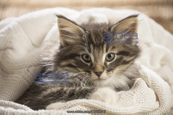  : Norwegian Forest Cat, kitten