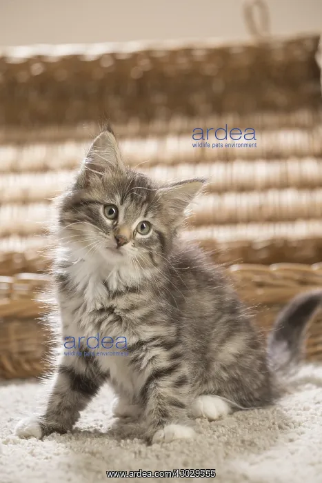  : Norwegian Forest Cat, kitten