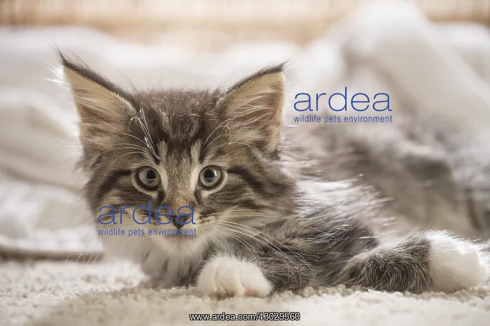  : Norwegian Forest Cat, kitten