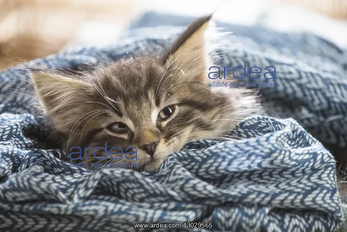  : Norwegian Forest Cat, kitten