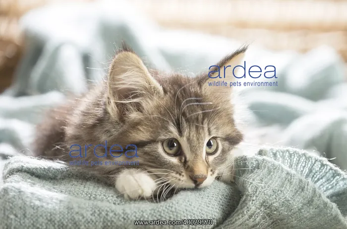  : Norwegian Forest Cat, kitten