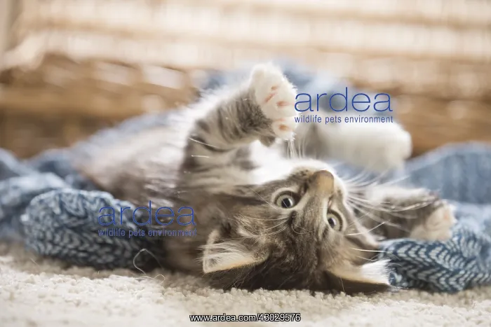  : Norwegian Forest Cat, kitten