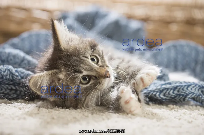  : Norwegian Forest Cat, kitten