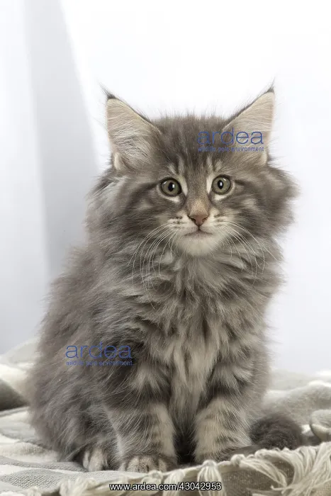  : Norwegian Forest Cat, kitten