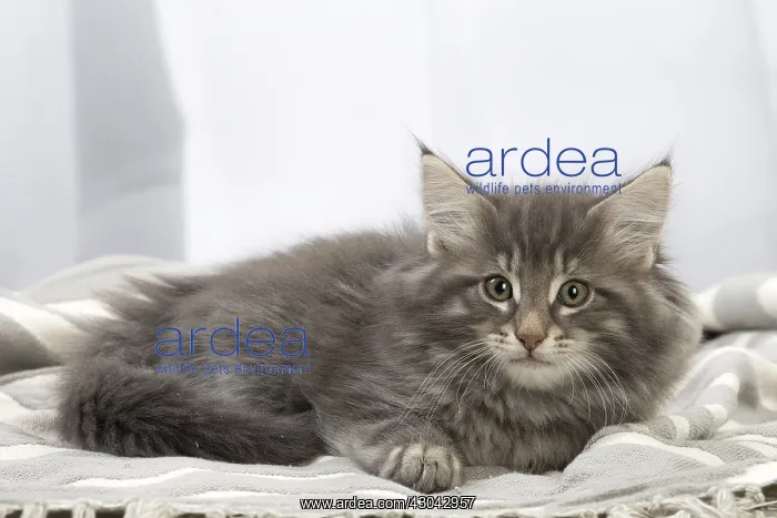  : Norwegian Forest Cat, kitten