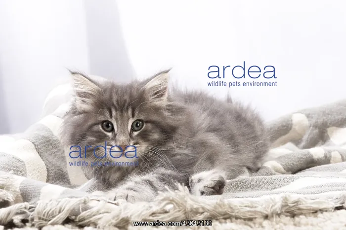  : Norwegian Forest Cat, kitten