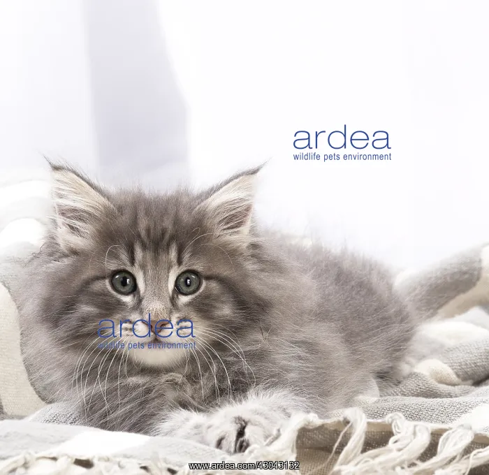  : Norwegian Forest Cat, kitten