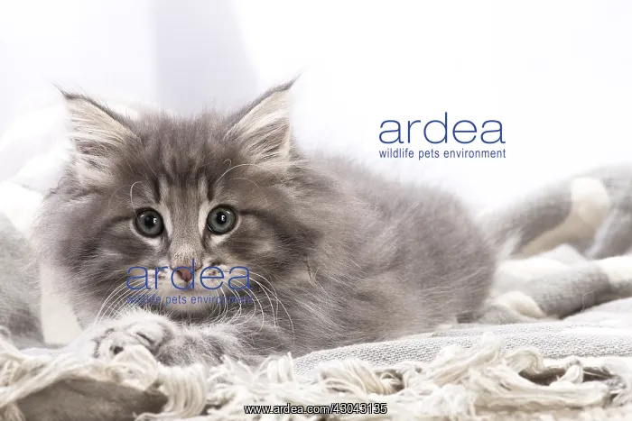  : Norwegian Forest Cat, kitten