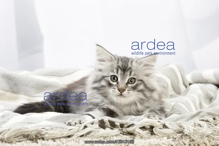  : Norwegian Forest Cat, kitten