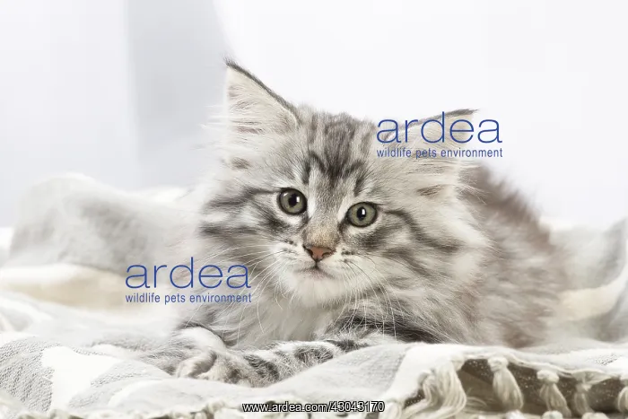  : Norwegian Forest Cat, kitten