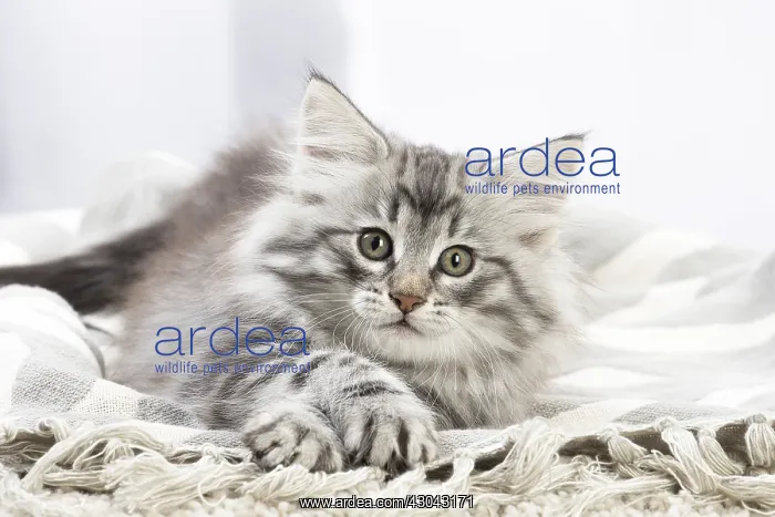  : Norwegian Forest Cat, kitten