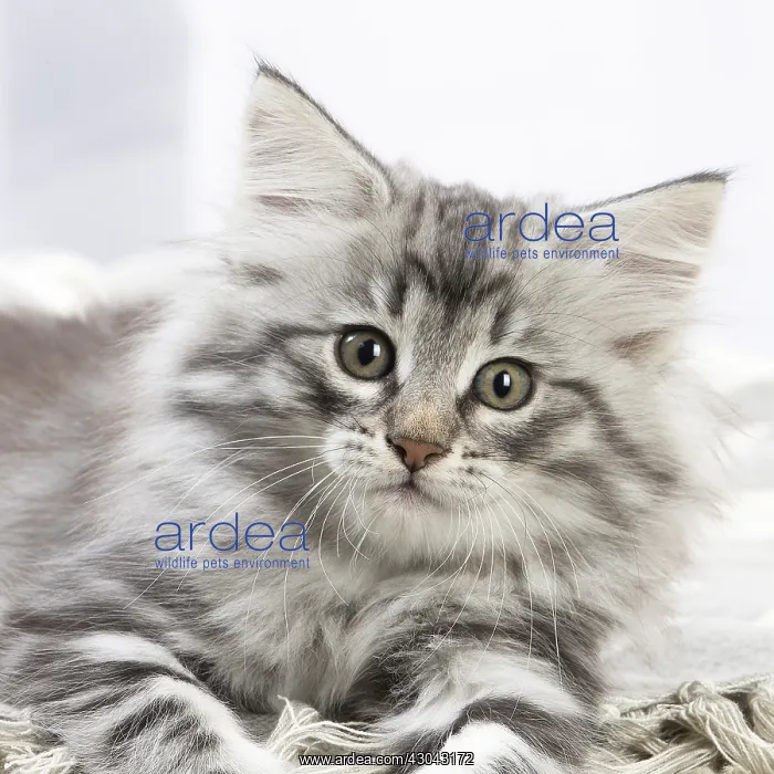  : Norwegian Forest Cat, kitten